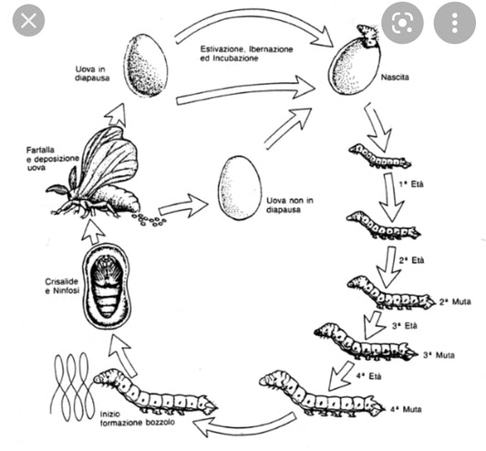 Cosa è il SEME BACHI