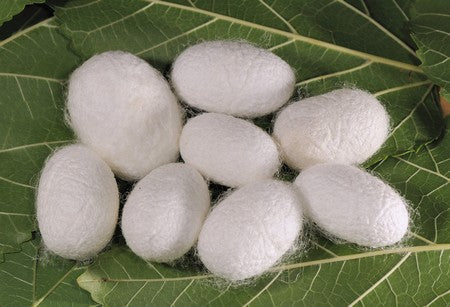 La Produzione della Seta è un' Economia Circolare Perfetta ed Ecologica!